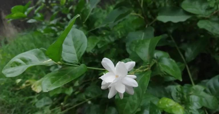 How To Grow Arabian Jasmine: 5 Methods