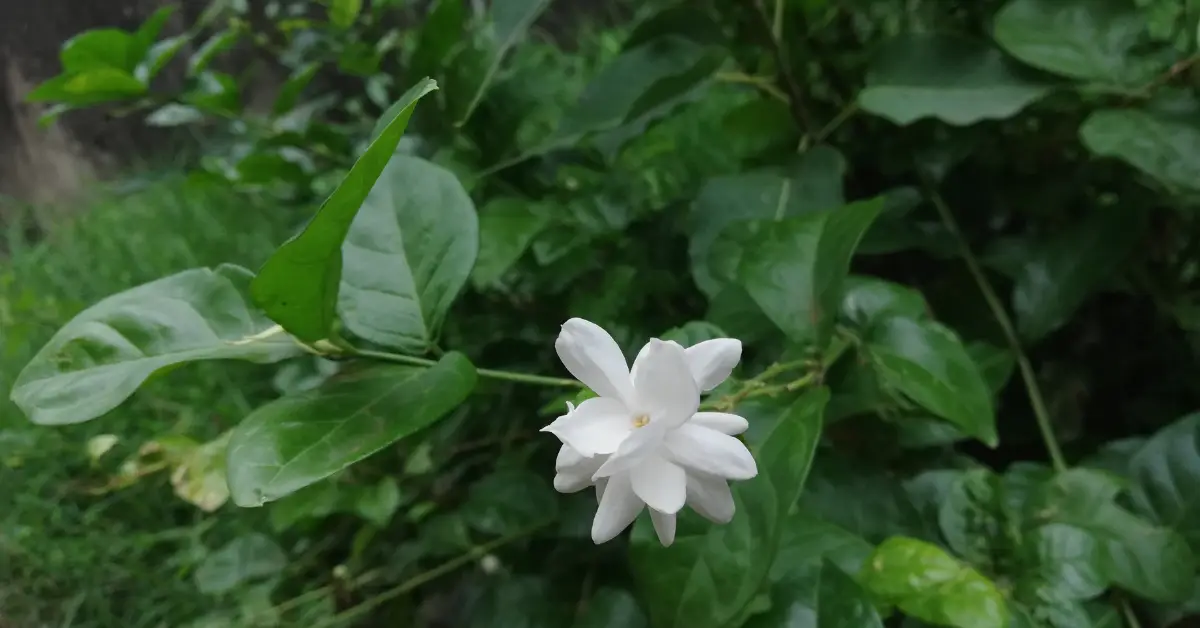how to grow arabian jasmine