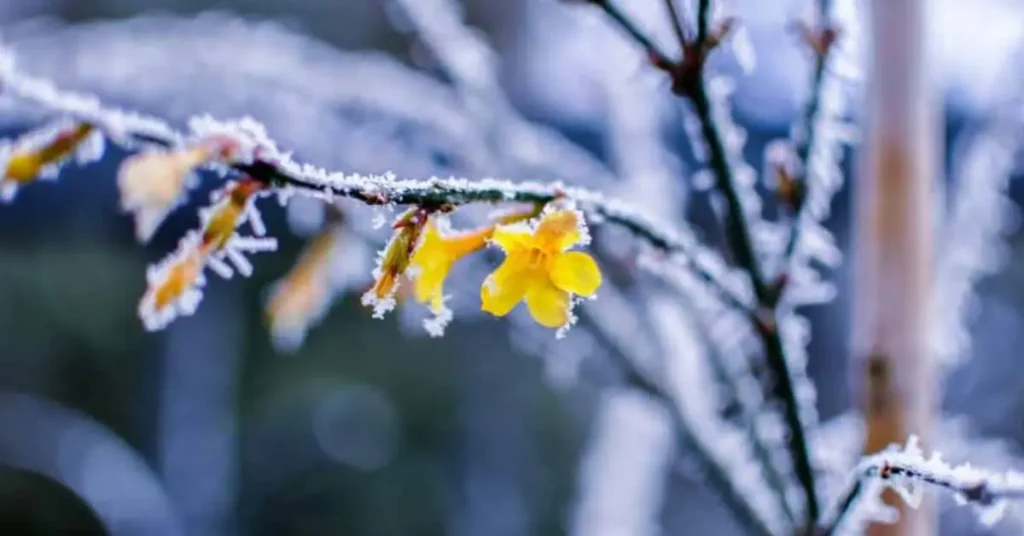 how to protect jasmine in winter.