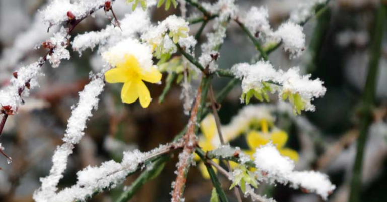 How To Protect Jasmine in Winter: 5 Recommendations