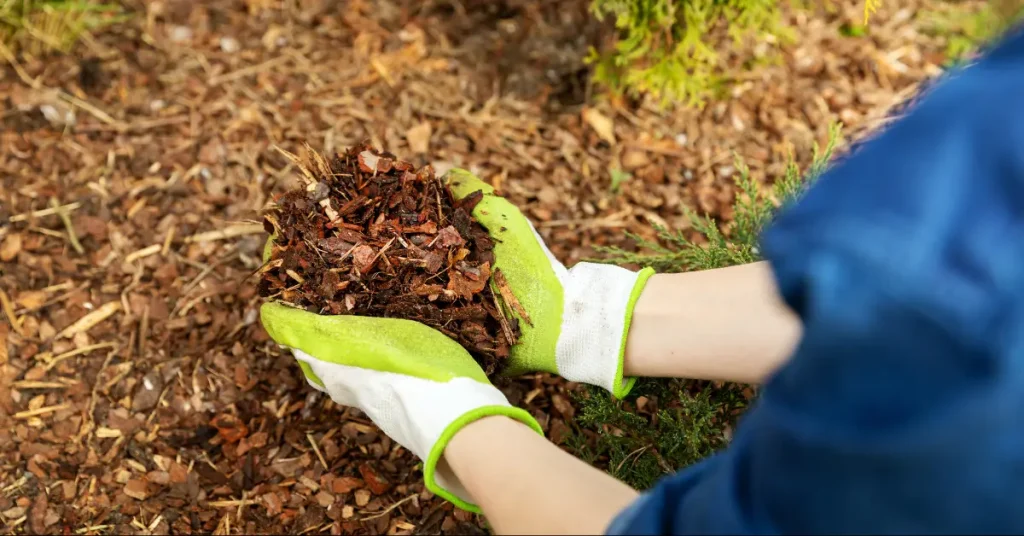 how to protect jasmine in winter-mulching