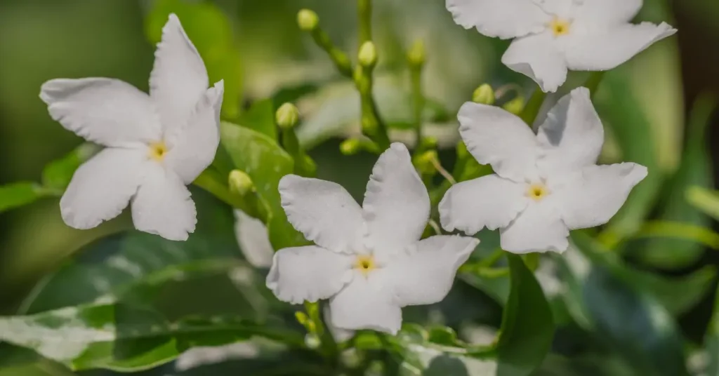 is star jasmine poisonous