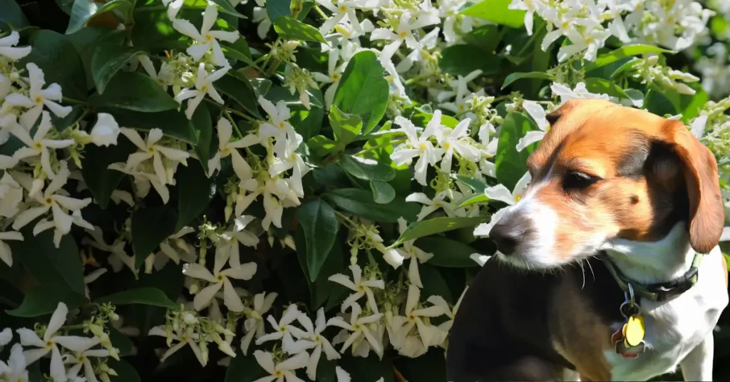 is star jasmine poisonous to dogs