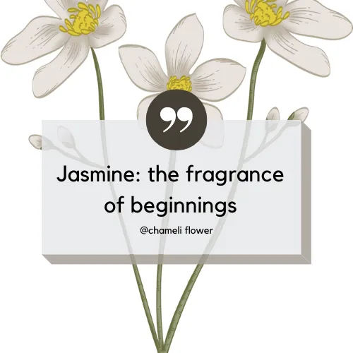 jasmine flower lines