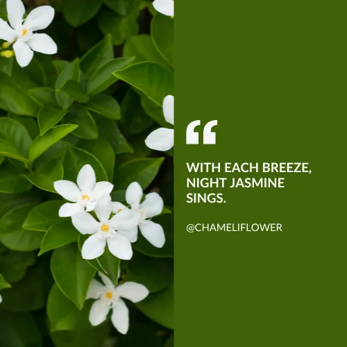 jasmine flower quotes