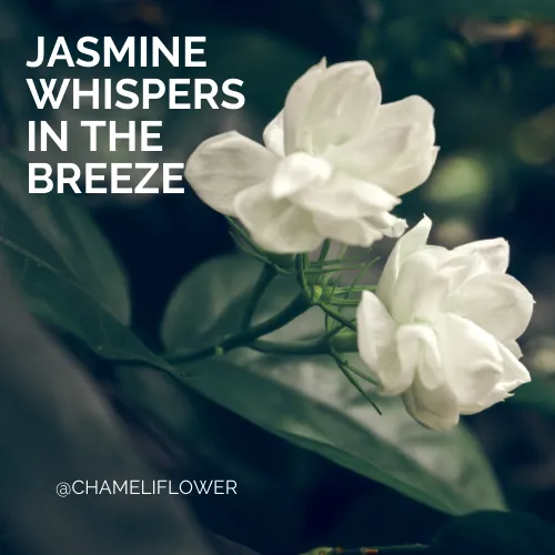 jasmine flower quotes