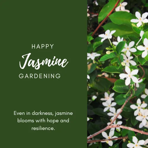 jasmine flower quotes