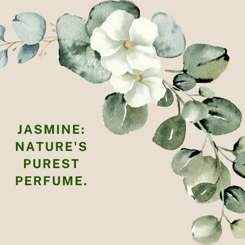 jasmine flower quotes