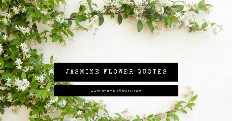 Jasmine Flower Quotes: 50+ Quotes
