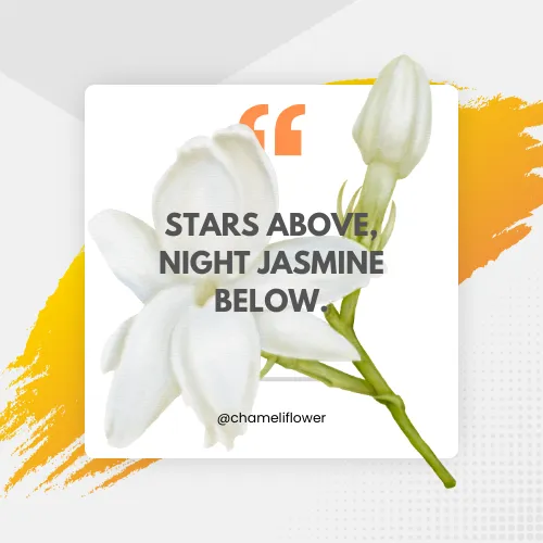 jasmine flower quotes new