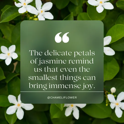 jasmine flowers sayings