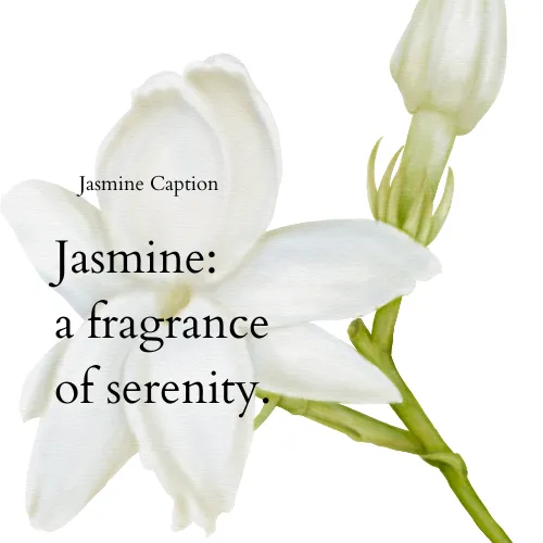 jasmine lines and quotes