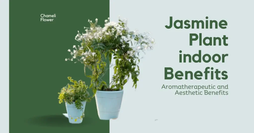 jasmine plant indoor benefits