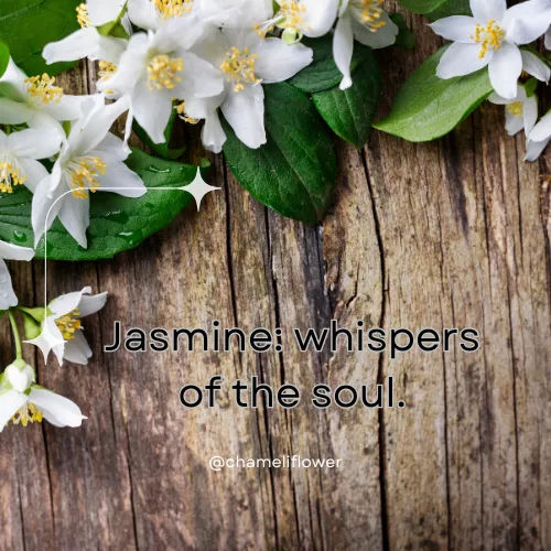 jasminum quotes