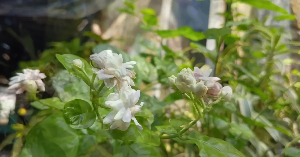 nutrients deficiency symptoms in jasmine plant image