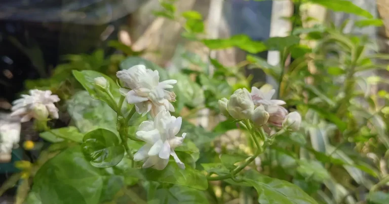 Nutrients Deficiency Symptoms in Jasmine Plant