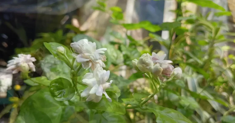 nutrients deficiency symptoms in jasmine plant image