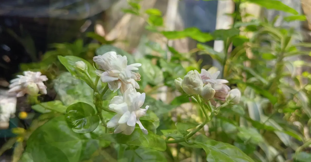 nutrients deficiency symptoms in jasmine plant image
