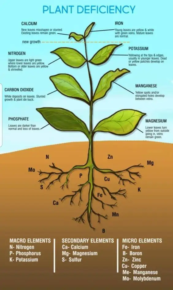 nutrients deficiency symptoms in jasmine plant