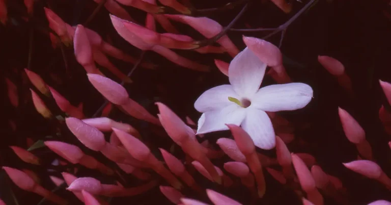 Pink Jasmine (Jasminum Polyanthum):Well Known House Plant