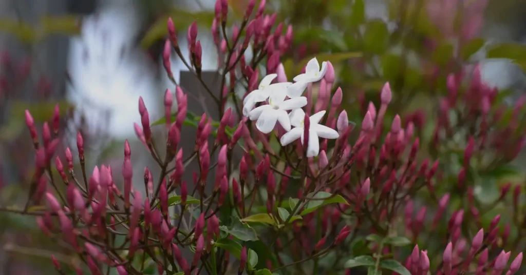 pink jasmine outdoor image