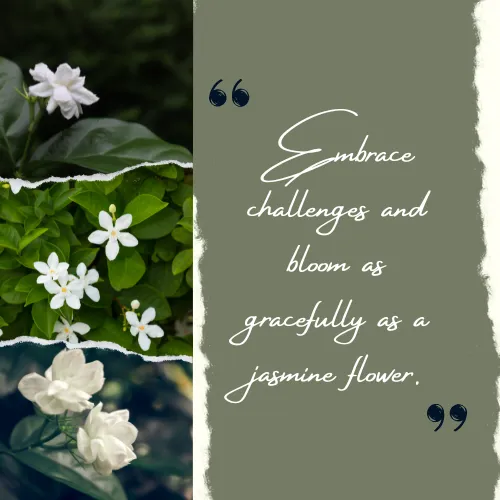 quotes jasmine flower