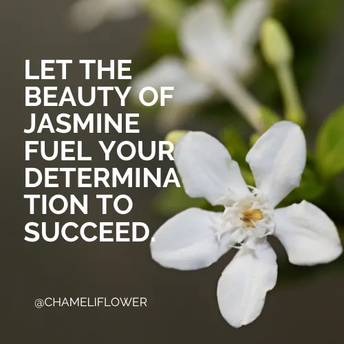 short quotes about jasmine flower