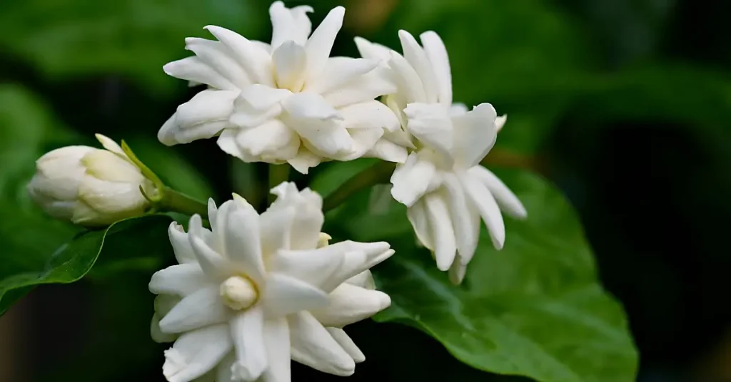 what happens if jasmine flowers comes in dream-beauty