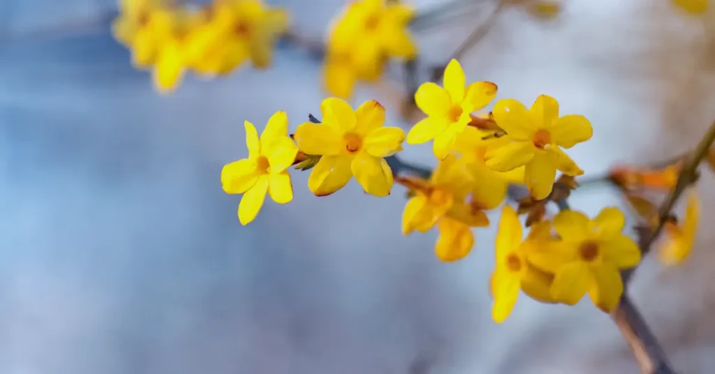 yellow jasmine