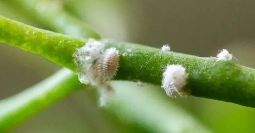 Jasmine mealybugs