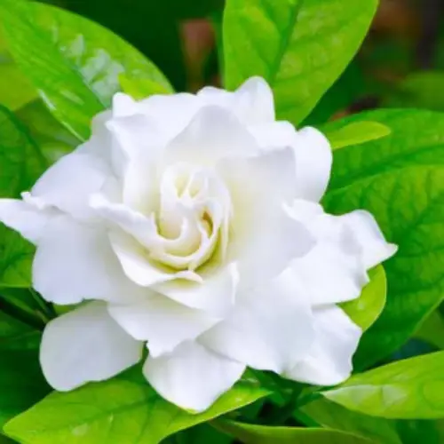 gardenia jasminodes plant