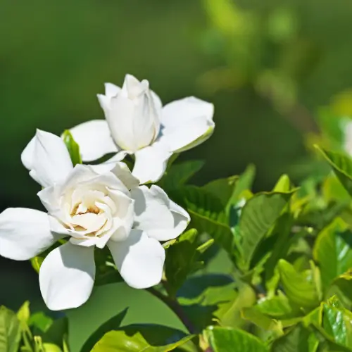 gardenia jasminodes cape jasmine