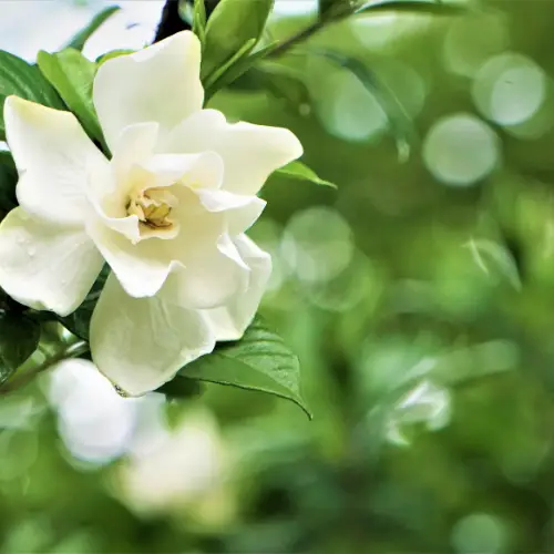 gardenia jasminodes common gadenia