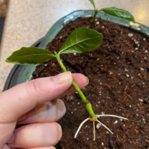 gardenia jasminodes plant