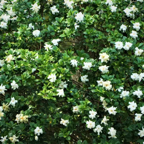 gardenia jasminodes