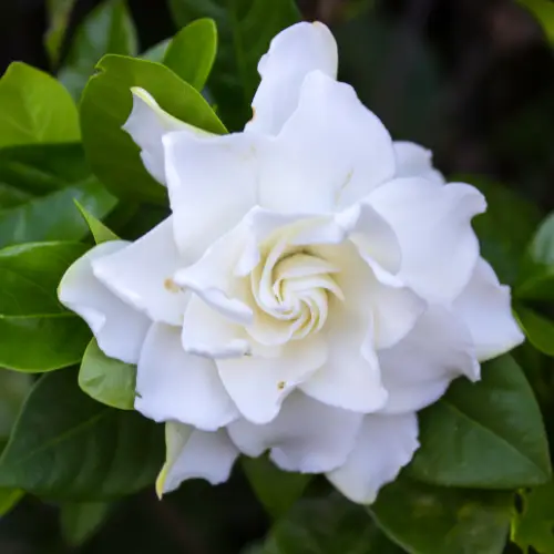 gardenia jasminodes