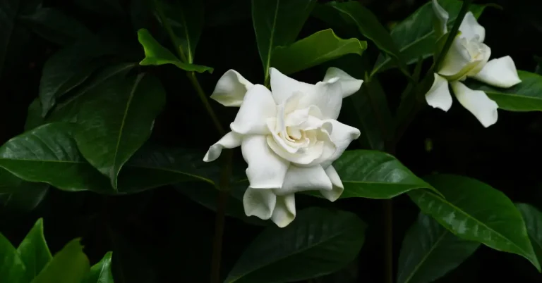 Gardenia Jasminoides: Cape Jasmine