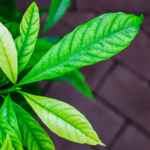 gardenia jasminodes plant