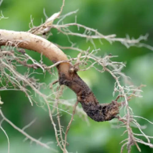 gardenia root rot