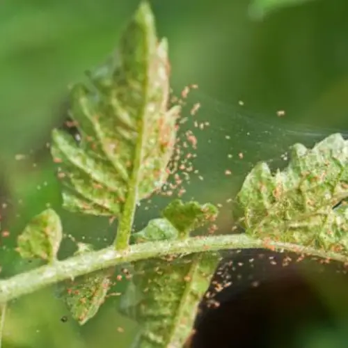 gardenia spider mites