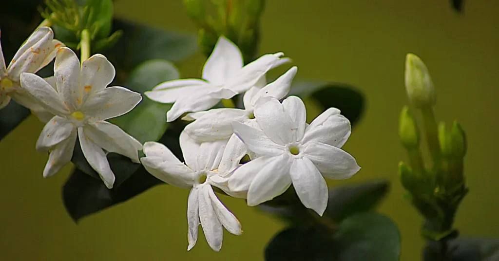 is common jasmine edible