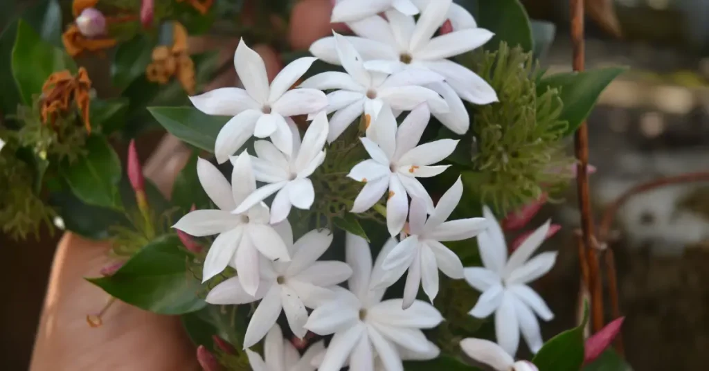 is jasmine flower edible