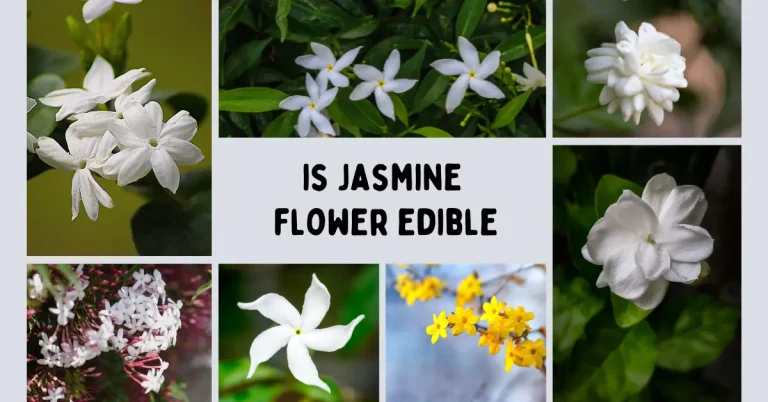 Is Jasmine Flower Edible? (Which Are Toxic)