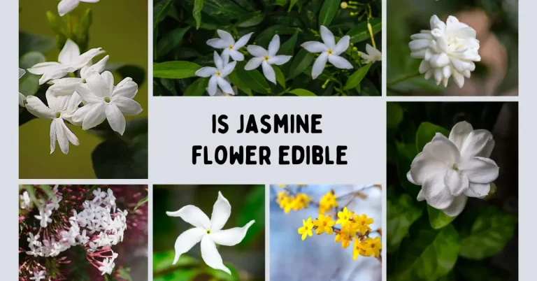 is jasmine flower edible featured image