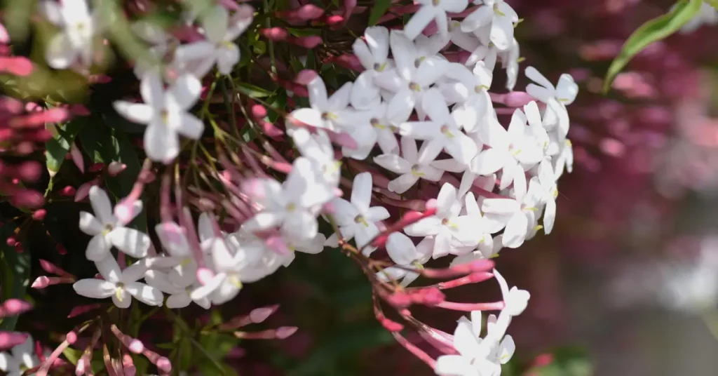 is jasmine flower edible