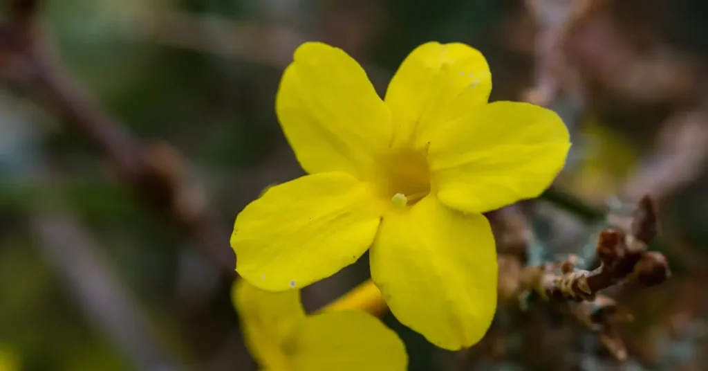 is jasmine flower edible