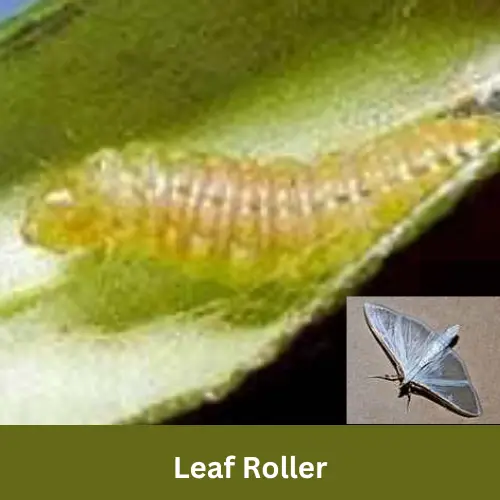 jasmine pests leaf roller