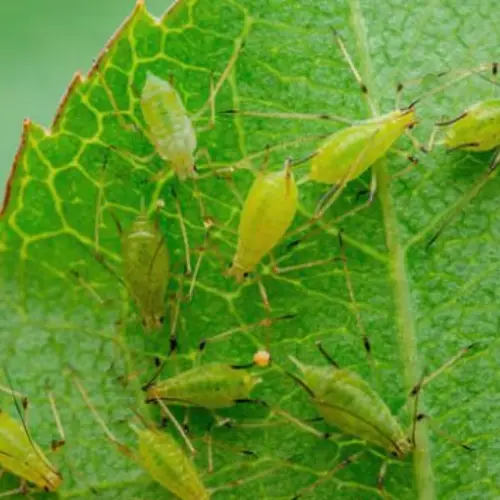 jasmine plant pests aphids