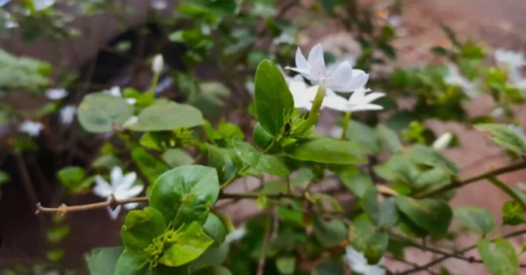 Jasmine Plant Pests: Pictures and Treatment