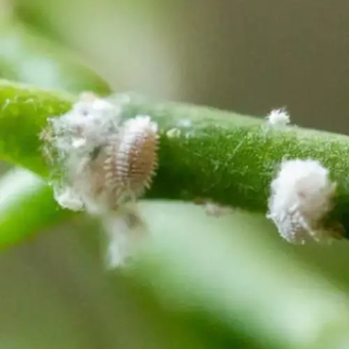 jasmine plant pests mealybug